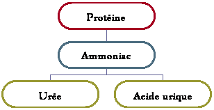 Organigramme hirarchique
