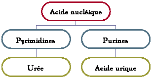 Organigramme hirarchique