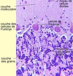 cellules de Purkinje coeur